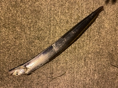 タチウオの釣果