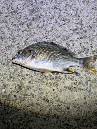 キビレの釣果