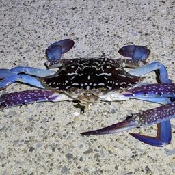 タイワンガザミ