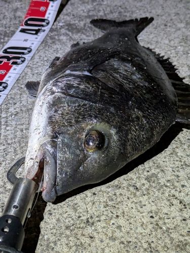 チヌの釣果