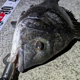 チヌ