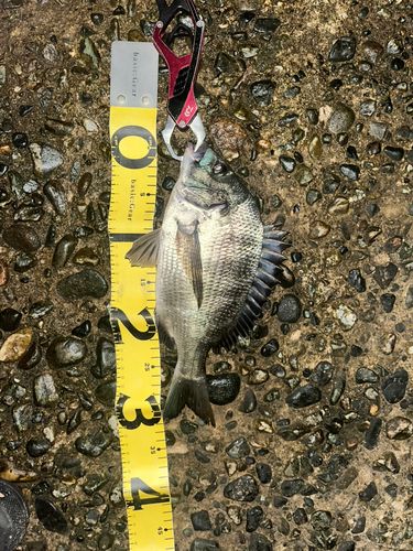 チヌの釣果