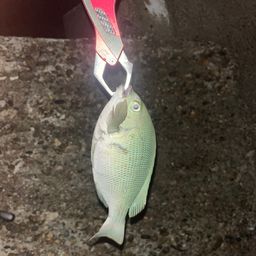 グレ