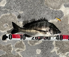 チヌの釣果