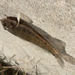 セイゴ（ヒラスズキ）