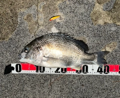 キビレの釣果