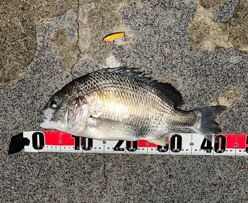 キビレの釣果