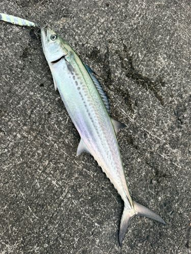駿河湾