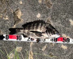 チヌの釣果