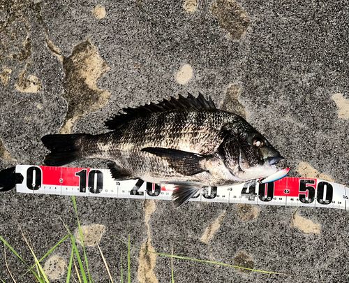 チヌの釣果