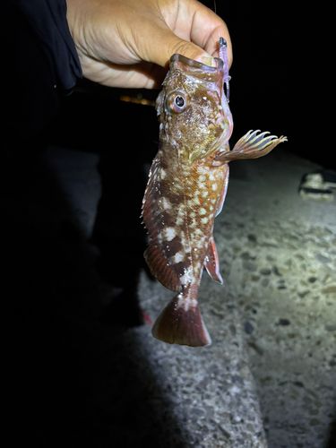 カサゴの釣果