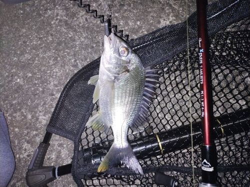 キビレの釣果