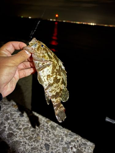 タケノコメバルの釣果