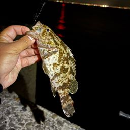 タケノコメバル