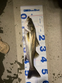 スズキの釣果