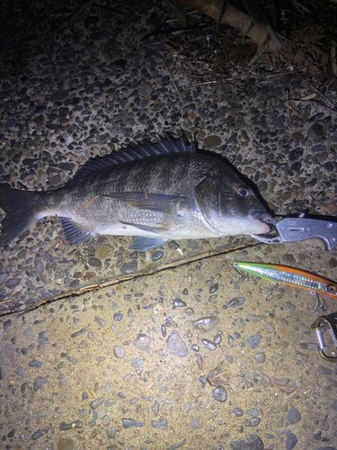 チヌの釣果