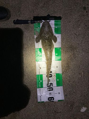マゴチの釣果