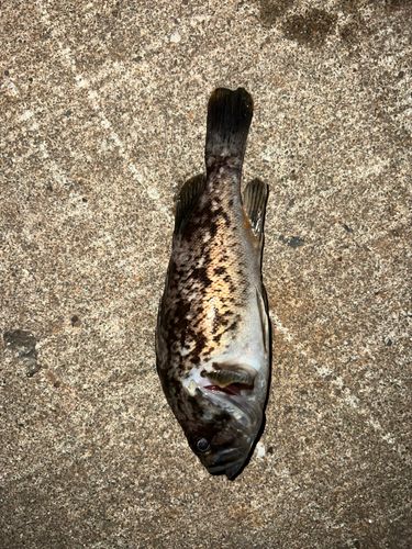 クロソイの釣果