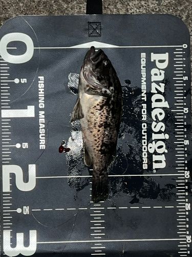 クロソイの釣果