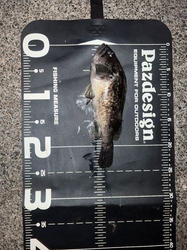 クロソイの釣果