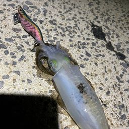 アオリイカ