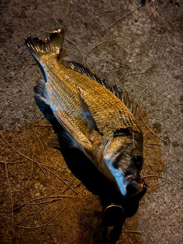 ミナミクロダイの釣果