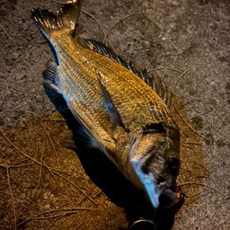 ミナミクロダイ