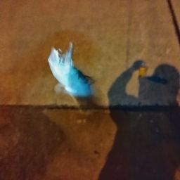 サバ