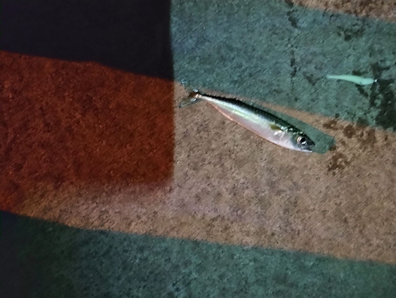 サバ