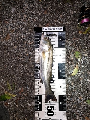 シーバスの釣果