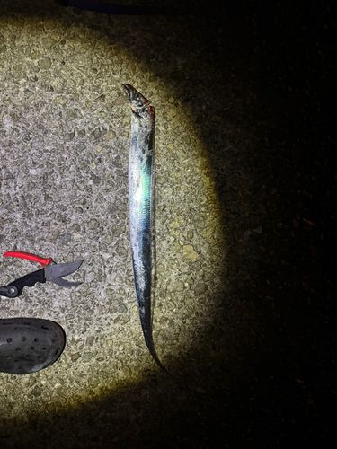 タチウオの釣果