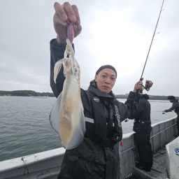 アオリイカ
