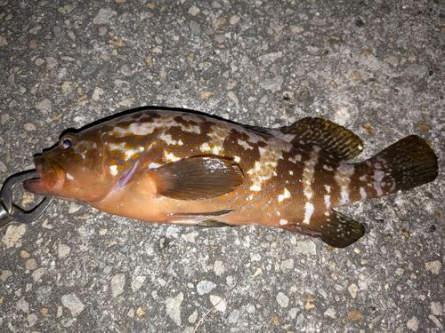 アコウの釣果