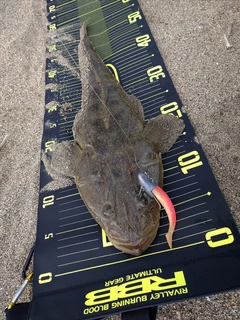 マゴチの釣果