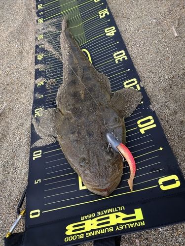 マゴチの釣果