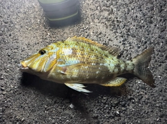 タマンの釣果