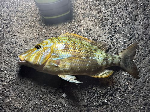 タマンの釣果