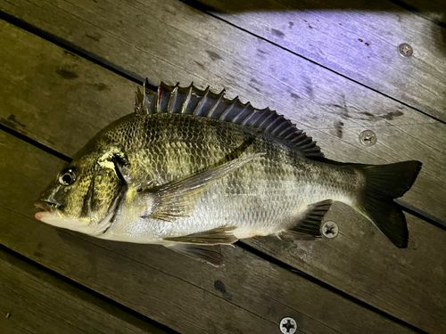 クロダイの釣果