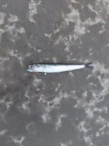 カタクチイワシの釣果