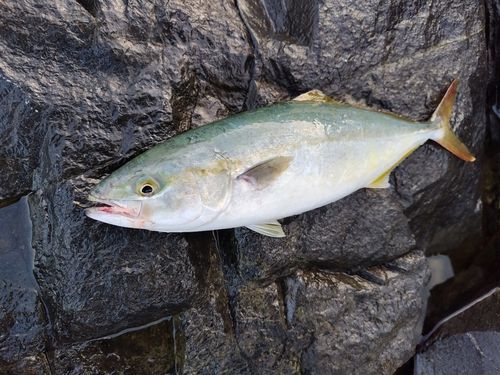 ワカシの釣果