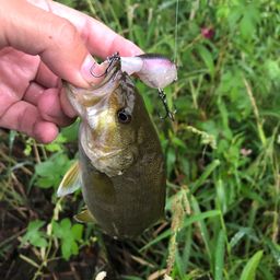 スモールマウスバス