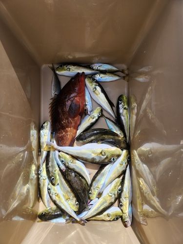 アコウの釣果