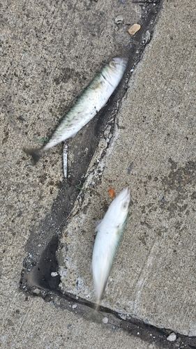 サバの釣果
