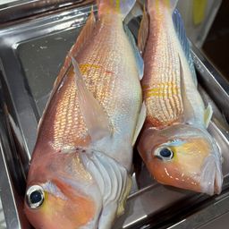 アカアマダイ