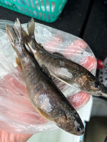 イワナの釣果