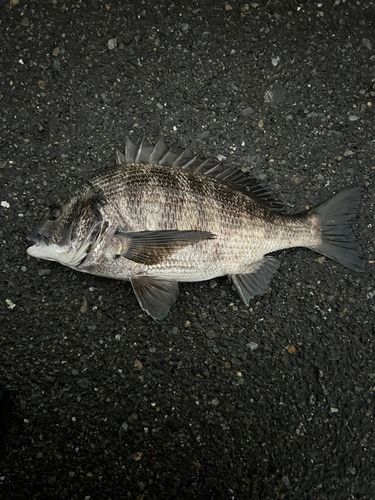 クロダイの釣果