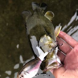 スモールマウスバス