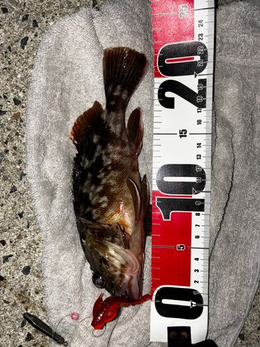 カサゴの釣果