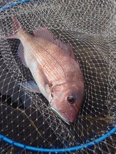 タイの釣果
