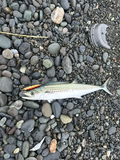 サゴシの釣果